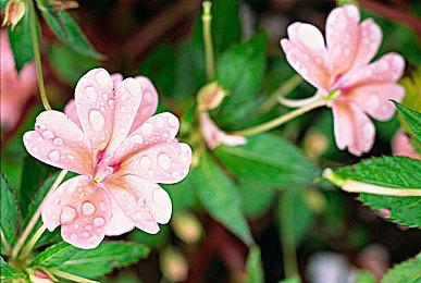 《星空》预告了一个NPC回归：让人烦恼的狂热粉丝